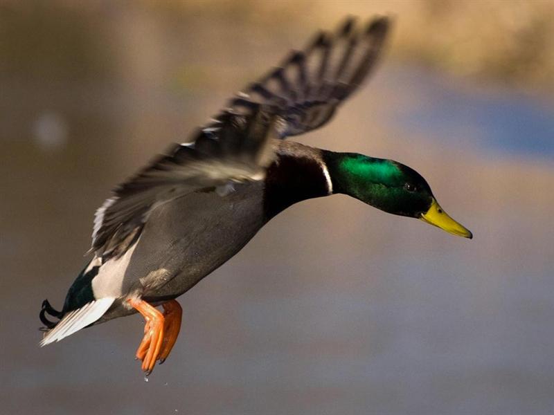 Las múltiples posibilidades del pato